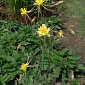 Aquilegia chrysantha var. chaplinei