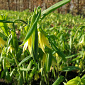 Uvularia grandiflora 'Pallida'