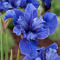 Iris x siberica 'Côte D'Azure'