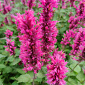 Agastache 'Danish Delight'