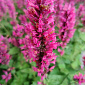 Agastache 'Danish Delight'