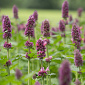 Agastache 'Danish Delight'