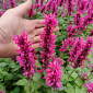 Agastache 'Danish Delight'