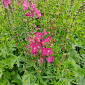 Sidalcea 'Crowftway Red'
