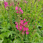Sidalcea 'Crowftway Red'