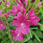 Sidalcea 'Crowftway Red'