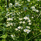 Aster ptarmicoides (Solidago)