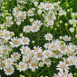 Aster ptarmicoides (Solidago)