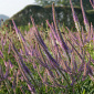 Veronicastrum virginicum 'Fascination'