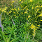 Veronicastrum virginicum 'Apollo'