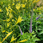 Veronicastrum virginicum 'Apollo'