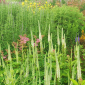 Veronicastrum virginicum 'Springdew'