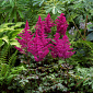 Astilbe chinensis 'Vision Vulcano'