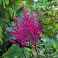 Astilbe chinensis 'Vision Vulcano'