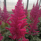 Astilbe chinensis 'Vision Vulcano'