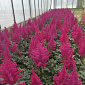 Astilbe chinensis 'Vision Vulcano'