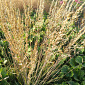 Molinia caerulea 'Brush'