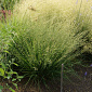 Molinia caerulea 'Brush'