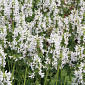 Stachys officinalis 'Summer Snowcone'