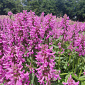 Stachys officinalis 'Summer Grapes'