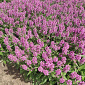 Stachys officinalis 'Summer Grapes'