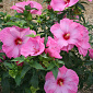 Hibiscus 'Little Prince'