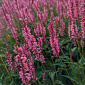 Persicaria 'Flamingo Feathers'