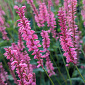 Persicaria 'Flamingo Feathers'