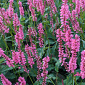 Persicaria 'Flamingo Feathers'