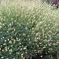 Sanguisorba 'Jam Session'