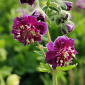 Geranium 'Joseph Green'