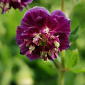 Geranium 'Joseph Green'