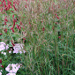 Andropogon gerardii 'Brocken Delight'