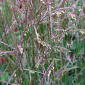 Andropogon gerardii 'Brocken Delight'