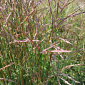 Andropogon gerardii 'Brocken Delight'