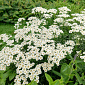 Achillea ptarmica 'Dutch Delight' ™