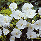 Campanula percifolia 'La Bonne Amie'
