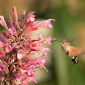 Agastache Mexicana 'Red Fortune'
