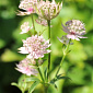 Astrantia major 'Roma'