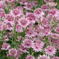 Astrantia major 'Roma'