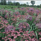 Astrantia major 'Roma'