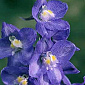 Delphinium belladonna 'West End Blue'