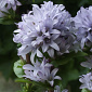 Campanula glomerata 'Emerald'