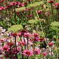 Echinacea purp. 'Vintage Wine'