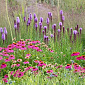 Echinacea purp. 'Vintage Wine'