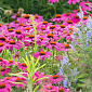 Echinacea purp. 'Vintage Wine'