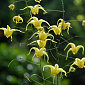 Epimedium 'Amber Queen'