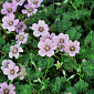 Geranium 'Alice'