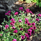 Geranium cinereum 'Purple Pillow'