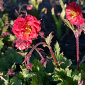 Geum 'Flames of Passion'